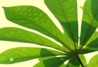 Peut-on produire des combustibles durables à partir de dioxyde de carbone ?