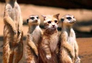 L'Ordre des médecins et l'homéopathie