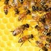 La mortalité des abeilles