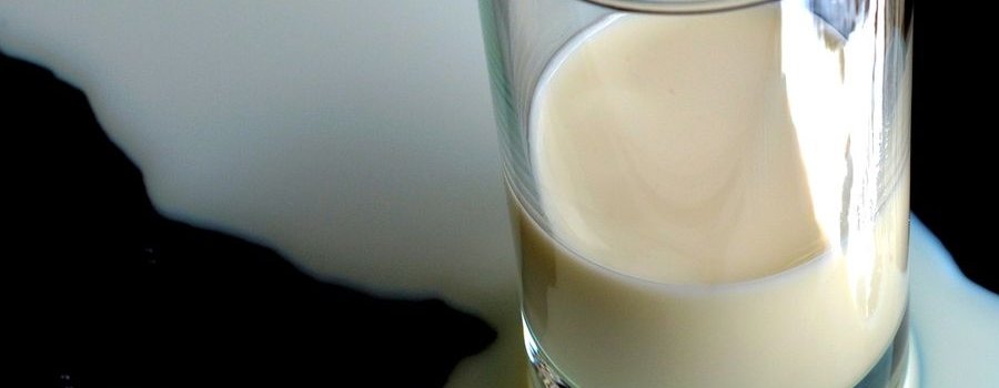 Le calcium du lait est bon pour l'os : une vérité qui dérange !