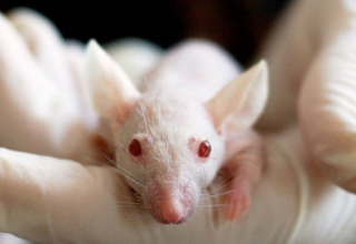 Se passer de l'expérimentation animale ?