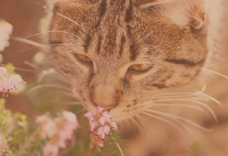 Pollution de l'air : les raisons de la grande variabilité des évaluations