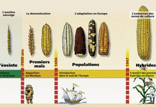 Les OGM : une catégorie juridique aux contours débattus